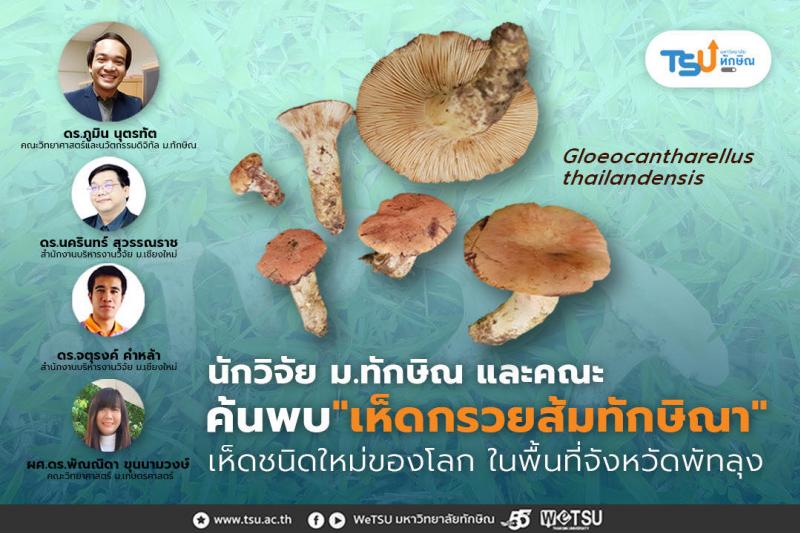 นักวิจัย ม.ทักษิณ และคณะ ค้นพบ เห็ดกรวยส้มทักษิณา เห็ดชนิดใหม่ของโลกในพื้นที่จังหวัดพัทลุง