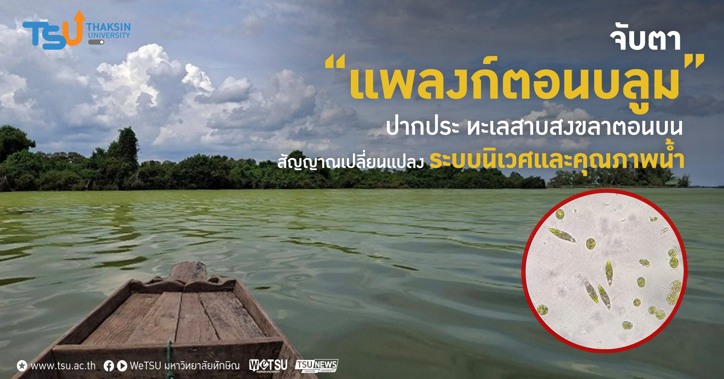 จับตา แพลงก์ตอนบลูม ปากประ ทะเลสาบสงขลาตอนบน สัญญาณเปลี่ยนแปลงระบบนิเวศและคุณภาพน้ำ