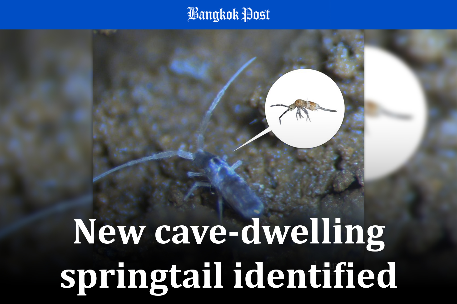 New cave-dwelling springtail identified