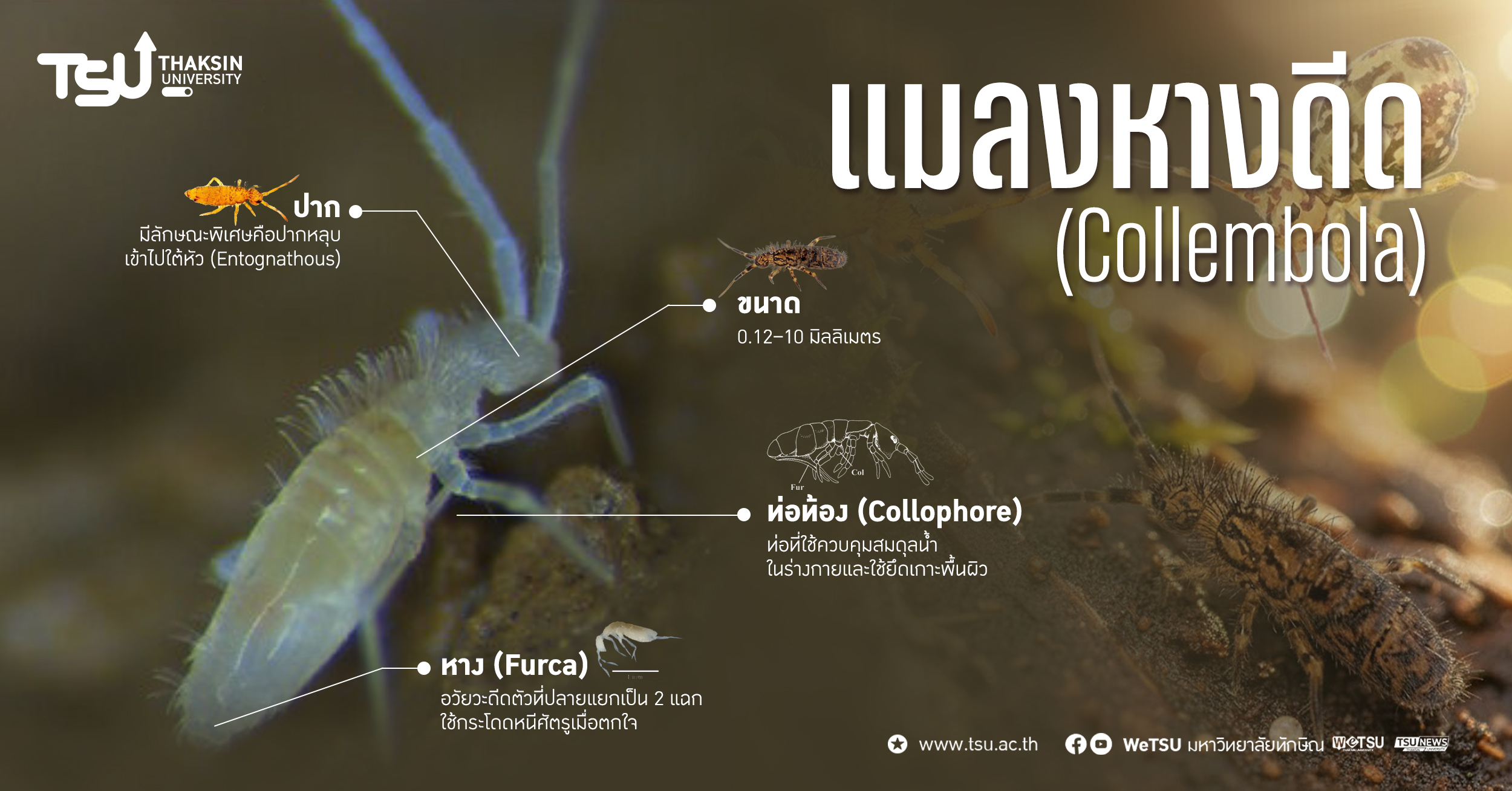 แมลงหางดีด สิ่งมีชีวิตขนาดเล็กกับบทบาทสำคัญในระบบนิเวศ